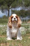 CAVALIER KING CHARLES 142